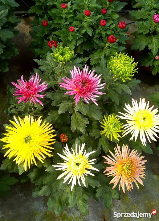 Chryzantemy szlachetne sterowane Zawichost