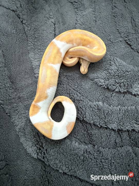 Pythony królewskie Piebald het clown Gady i płazy Bogatynia