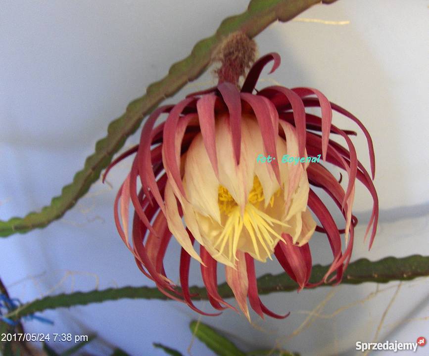 Epiphyllum RARYTAS RARYTASNowość KAKTUS Skawina sprzedam