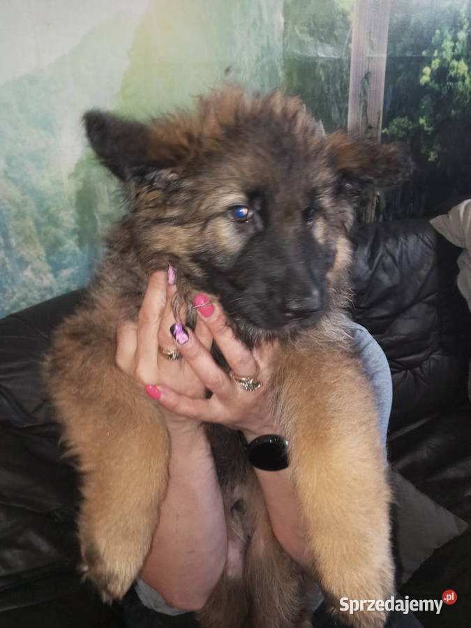 OWCZAREK NIEMIECKI DŁUGOWŁOSYSZCZENIĘTA Szczecin