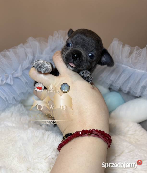 Chihuahua piesek krótkowłosy niebieski Blue