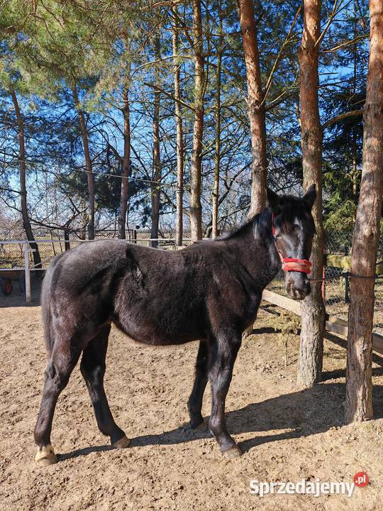 Ogierek śląski pełny papier Latino Sulmierzyce