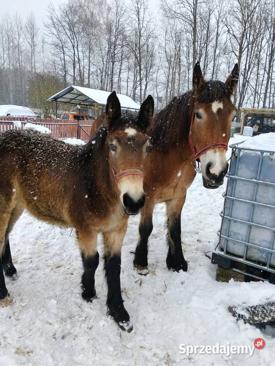 Zrębice klacz koń Giełda zwierząt podkarpackie Majdan Sieniawski