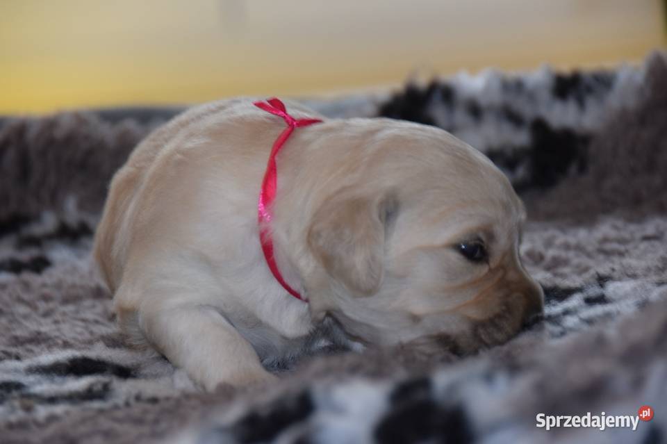 Szczenięta golden retriever ZKWP FCI Psy mazowieckie Łochów