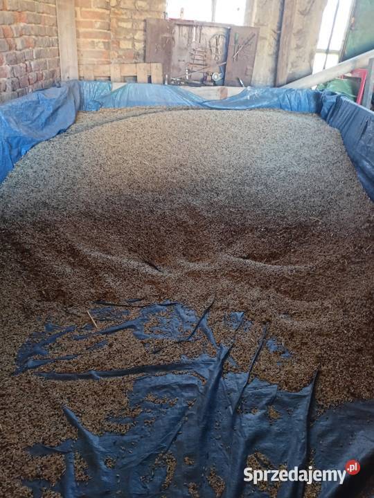Sprzedam Żyto 1 tona Wałbrzych
