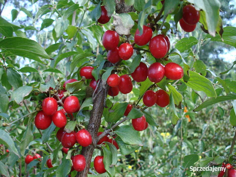 Sprzedam owoce derenia jadalnego idealny na Brwinów
