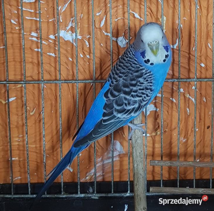 Papugi fliste para Lwówek Śląski