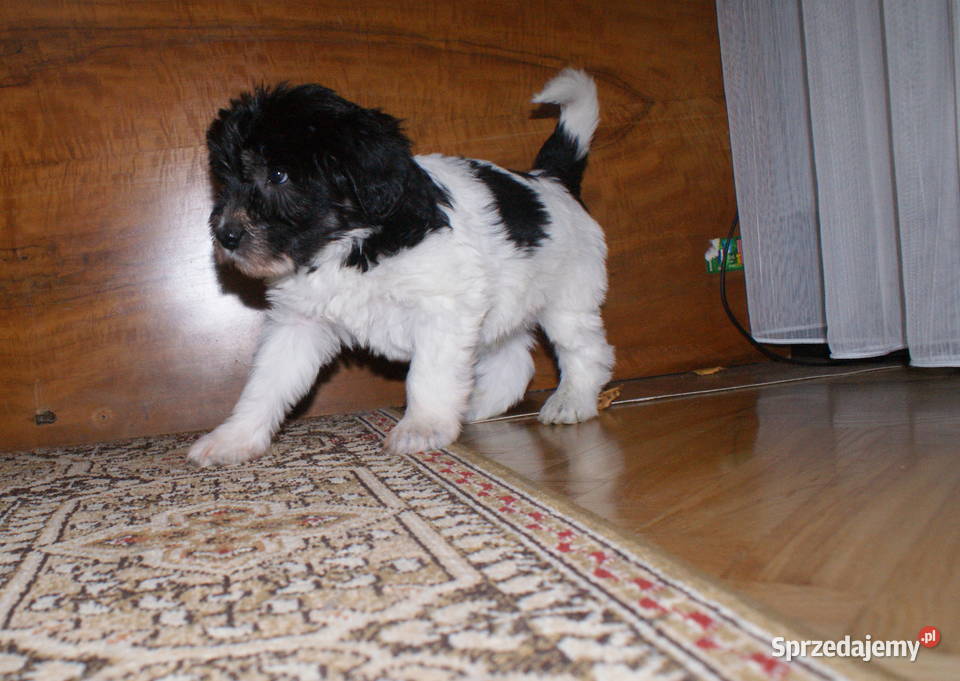 polski owczarek nizinny Owczarek Jarosław