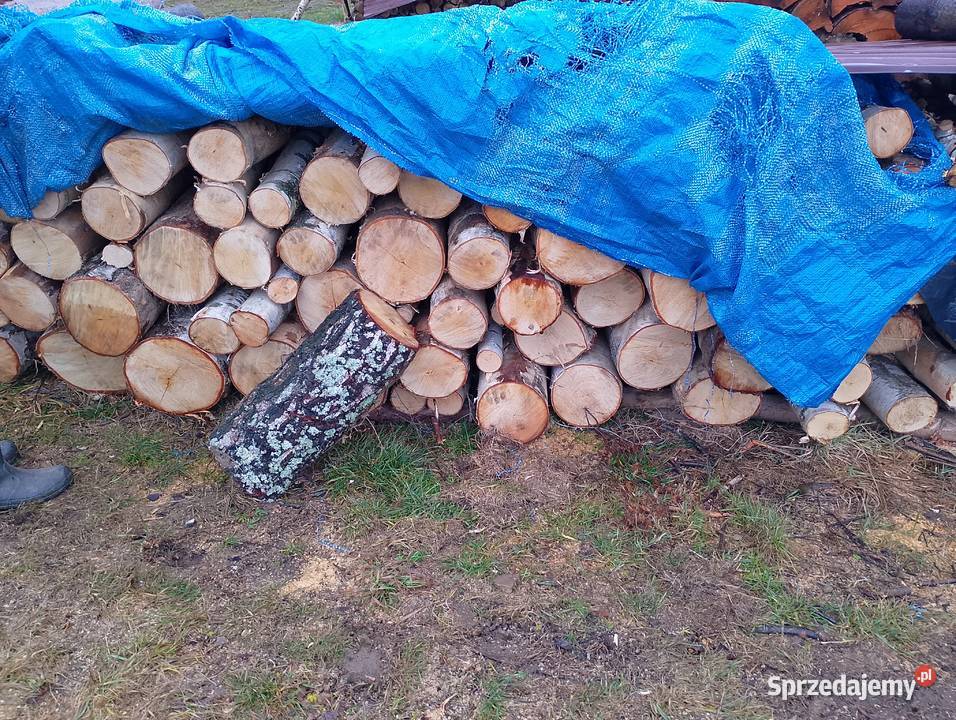 Sprzedam brzoze sucha Milówka sprzedam