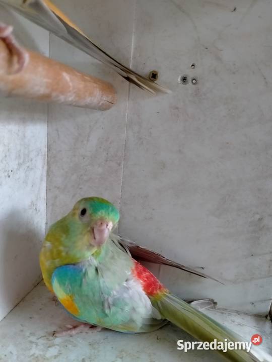 Świergoty Oranżowe Ptaki pomorskie