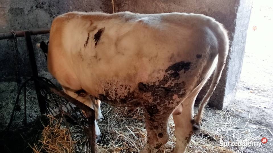 Byk opas do dalszej hodowli