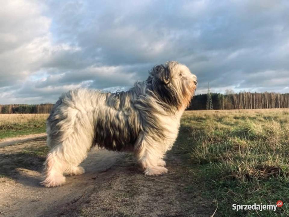 Polski Owczarek Nizinny FCI PON pieski zachodniopomorskie Malechowo