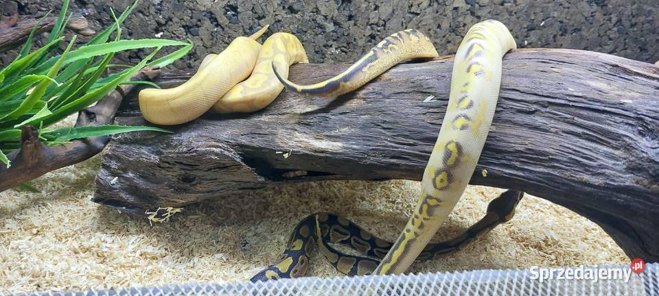Pyton Królewski Banana Enchi Mojave samczyk mazowieckie