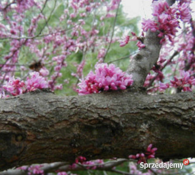 JUDASZOWIEC KANADYJSKI Cercis canadensis NASIONA Lubanie