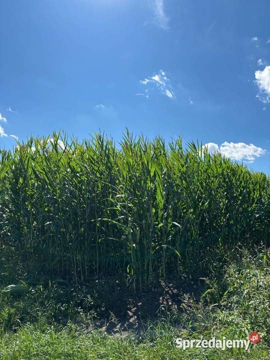 Kukurydza na pniu Radzyń Podlaski