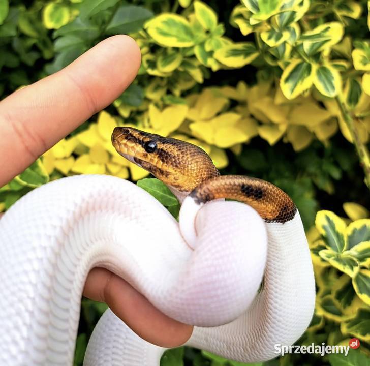 Samiczka Mahogany Black Pastel Pied 2025 kujawsko-pomorskie Bydgoszcz