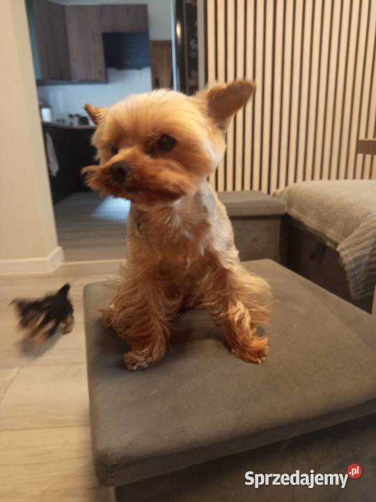 Śliczne Yorkshire terrier miniaturki Łask