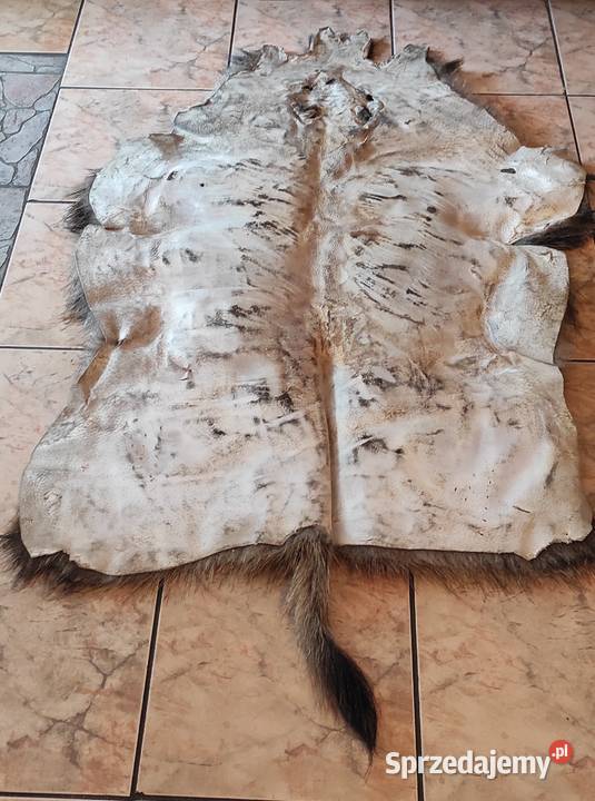 Skóra z dzika sprzedam