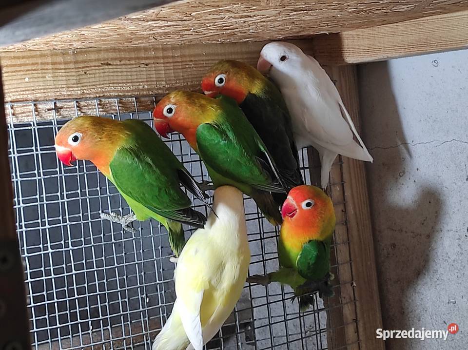 Nierozłączki fischera zielone mazowieckie Rębków