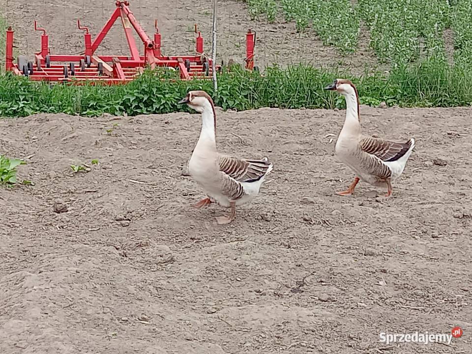 gęsi kubańskie Ptaki Wawrzeńczyce