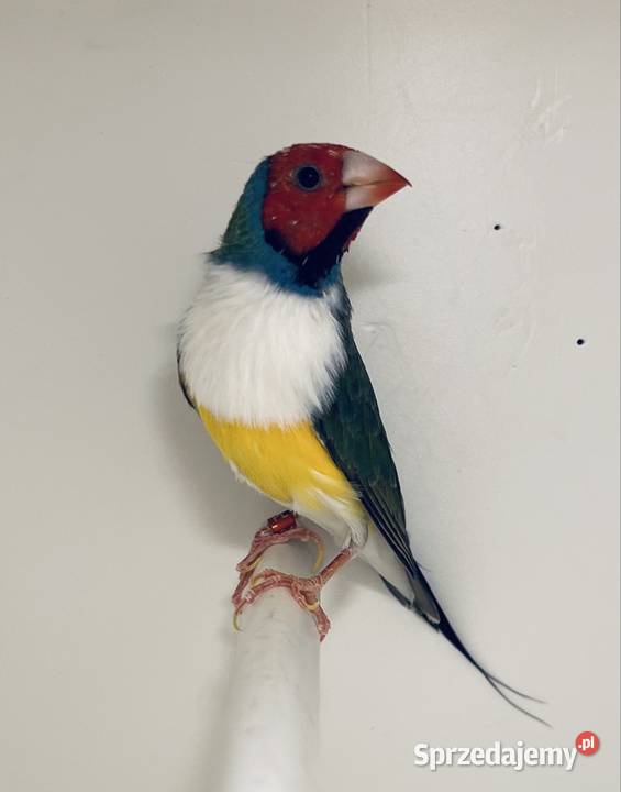 Amadyna wspaniała samiec 2024 r Ptaki śląskie Ruda Śląska sprzedam