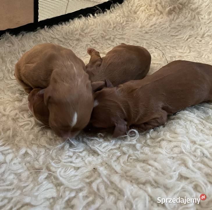 Cavalieki małe szukają domu pełnego miłości Płock