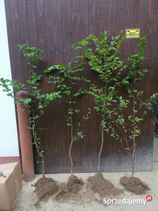 Sadzonki Graba 180 220 Szkółkowane Szczecinek