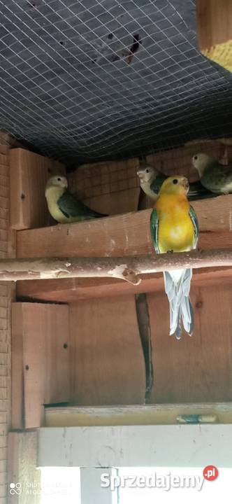 Do sprzedania nadwyżka papug Tarzymiechy Trzecie