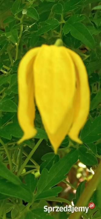 Bill MacKenzie powojnik clematis pnącze Pozostałe Nowy Sącz