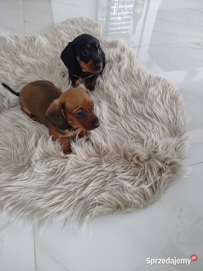 Jamnik miniatura śląskie Cieszyn