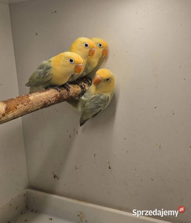 Nierozłączki Turkus Dilute Opalin Warszawa