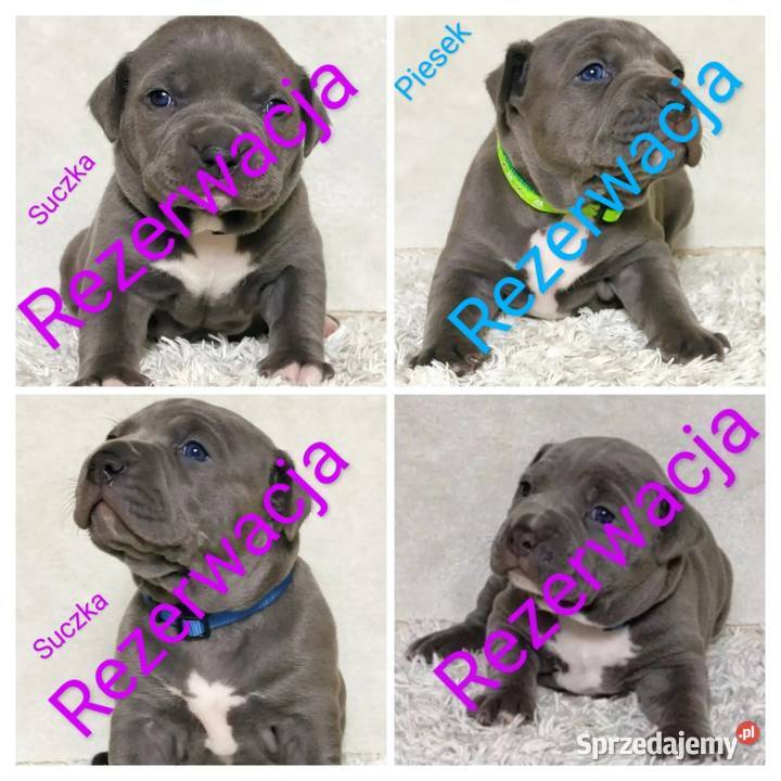 American staffordshire terrier REPRODUKTOR Brzeg