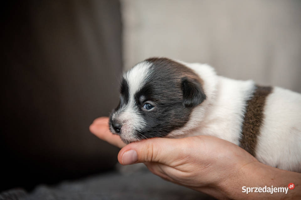 Szczenięta Jack Russell Terrier ZKwP czarnobiałe