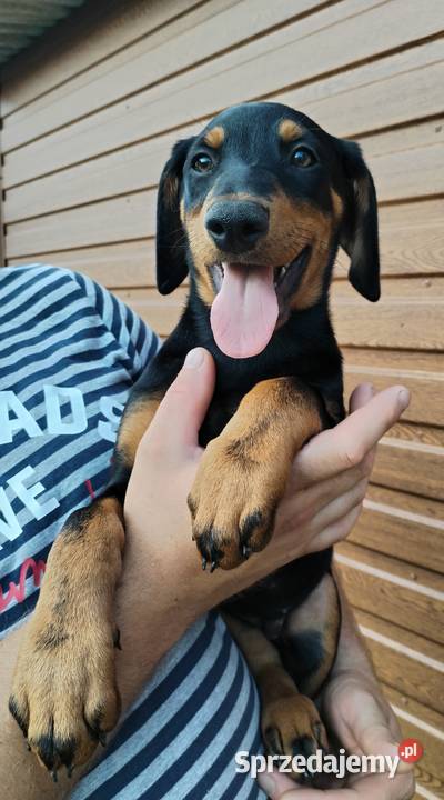 Doberman suczka szczeniak Dąbrowa Tarnowska
