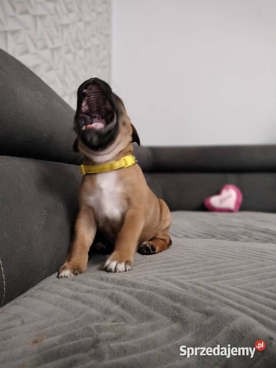 Staffordshire bull terrier staffik Staff ostatni Łódź