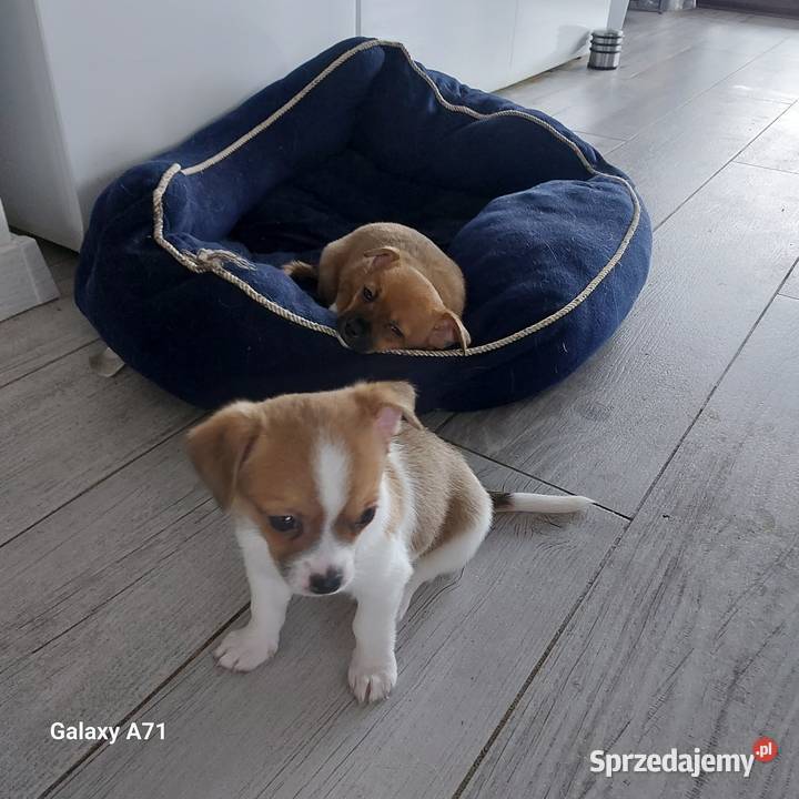 Szczeniaki chihuahua Garwolin