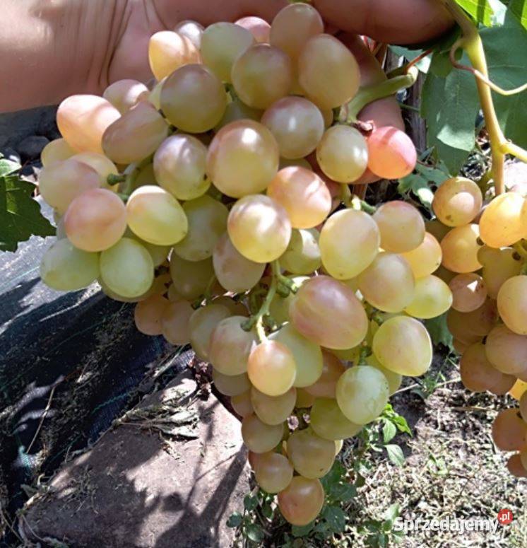 Winogrono bezpestkowe Kiszmisz Nachodka Sadzonki Owocowe Łazy Brzyńskie
