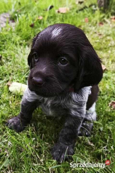 Polski Spaniel Myśliwski szczenięta Rabka-Zdrój
