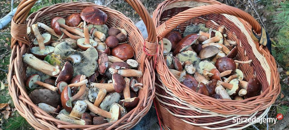 Grzyby suszone MIX zachodniopomorskie Koszalin