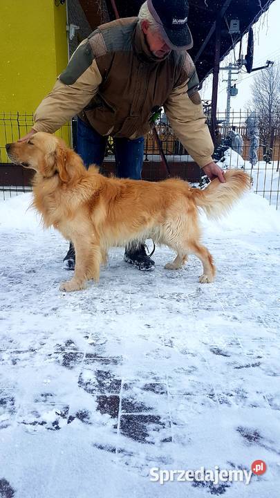Golden Retriever 6 lat rodowód Polski Związek Włocławek
