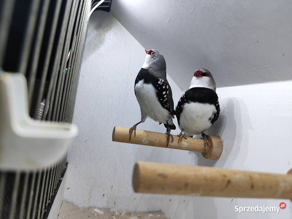 Amadyna Diamentowa para 2025 Myślenice