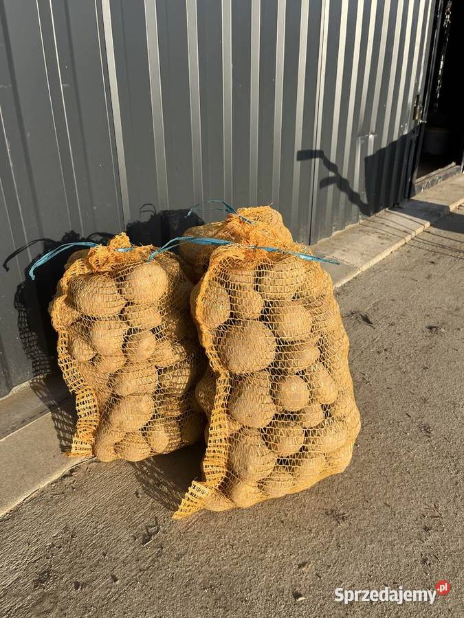 ziemniaki jadalne Wineta Wrocław