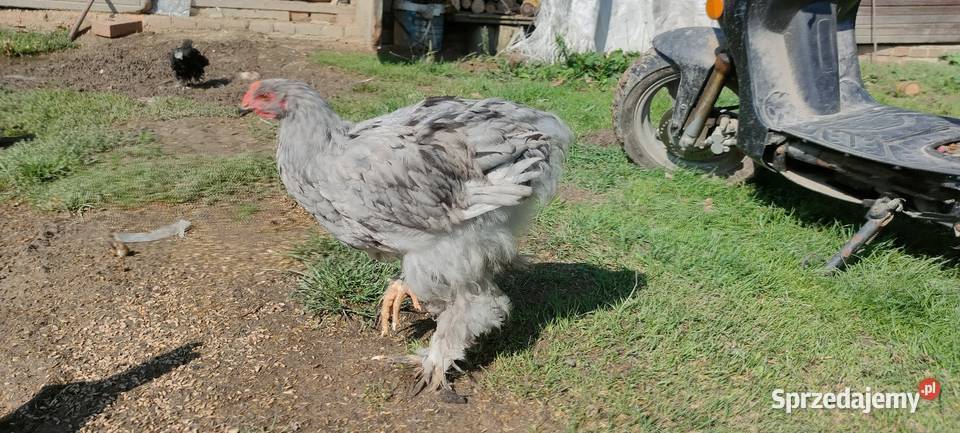 Sprzedam koguty młode
