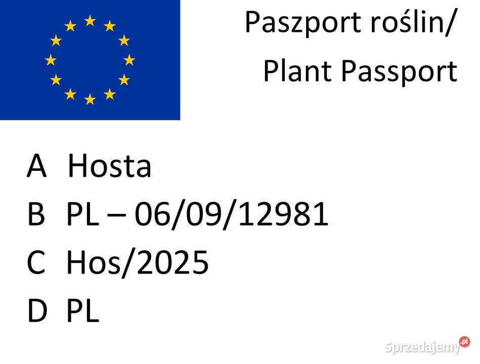 Hosta funkia niebiesko szara Lublin