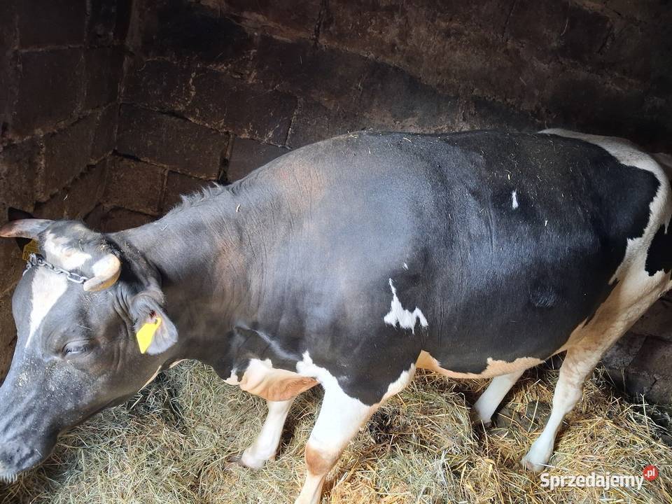 Jałówka Sobolew sprzedam