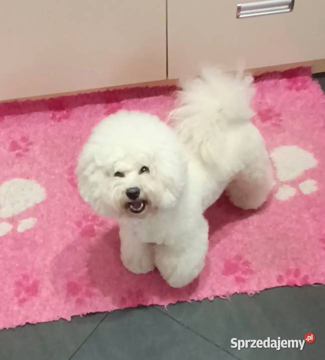 Szczeniaki Bichon Frise Fci ZKwP Tuchola