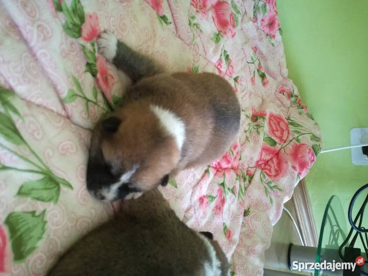 Akita Inu japońska Ząbkowice Śląskie