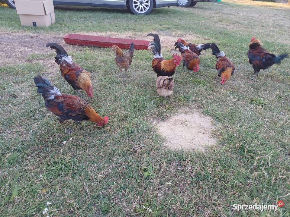 Karzelek Polski mazowieckie Maciejowice sprzedam