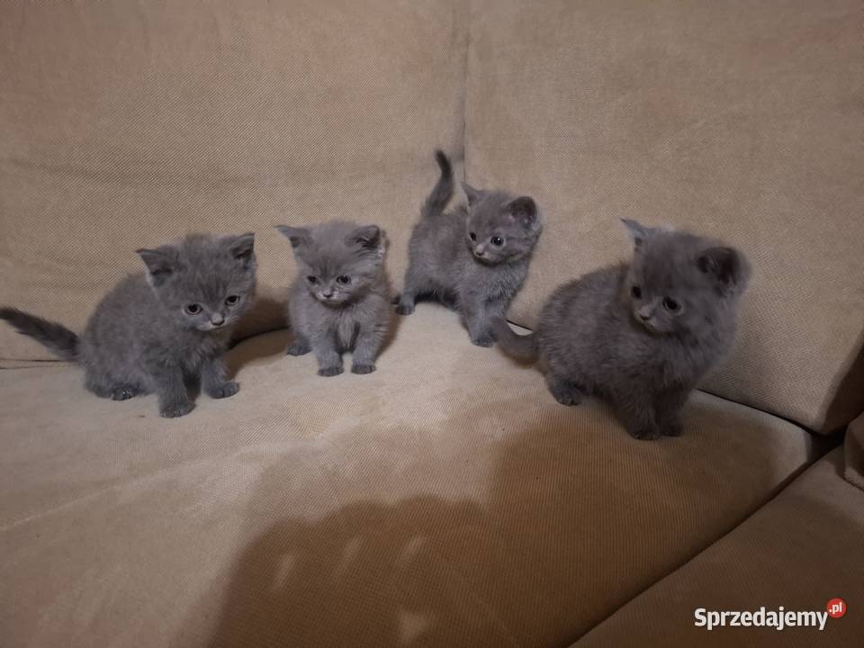 Kocurki brytyjskie Koty brytyjskie Brytyjski Nysa
