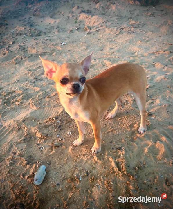Chihuahua suczka ZKwP Raczyce